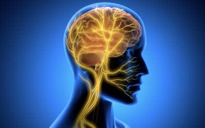 The Vagus Nerve